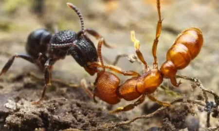 Два муравья