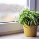Хлорофитум на подоконнике