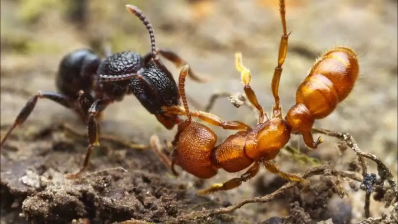 Два муравья