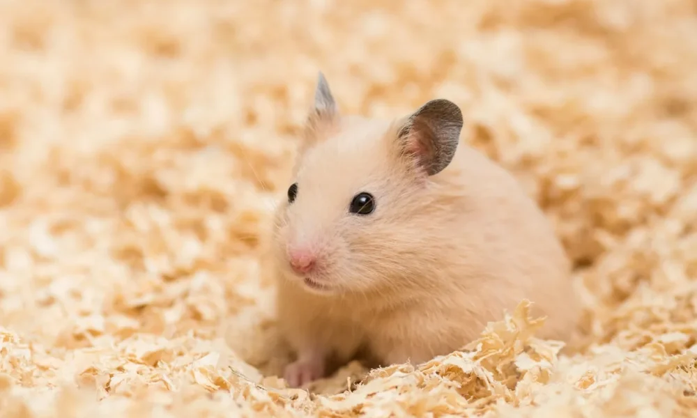 Сирийский хомяк