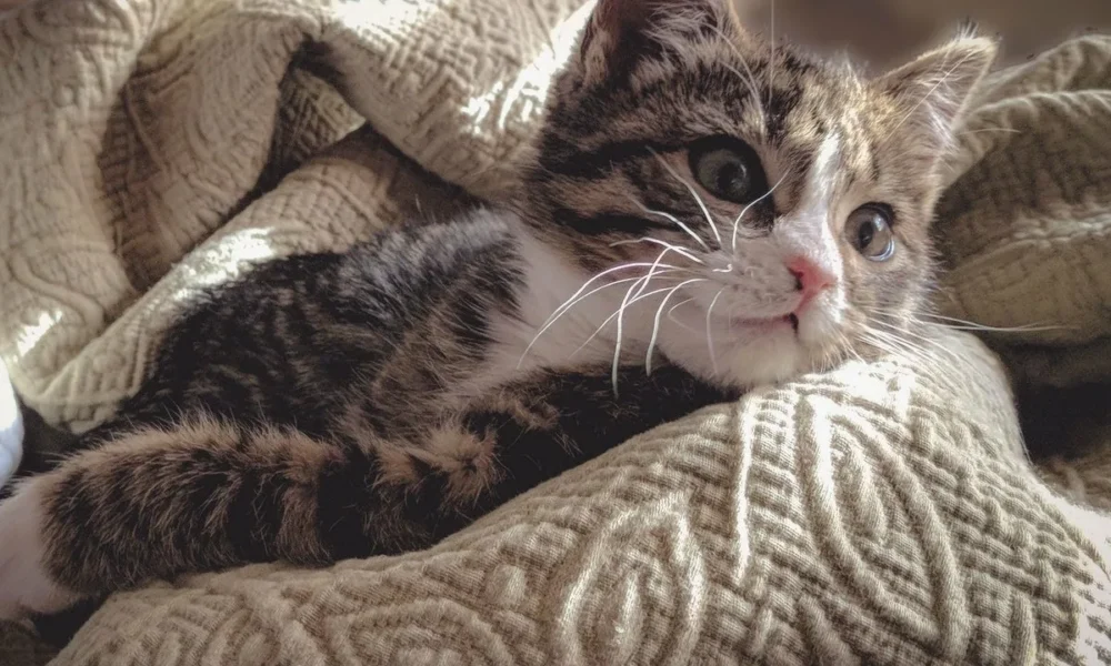 Кошка в плете