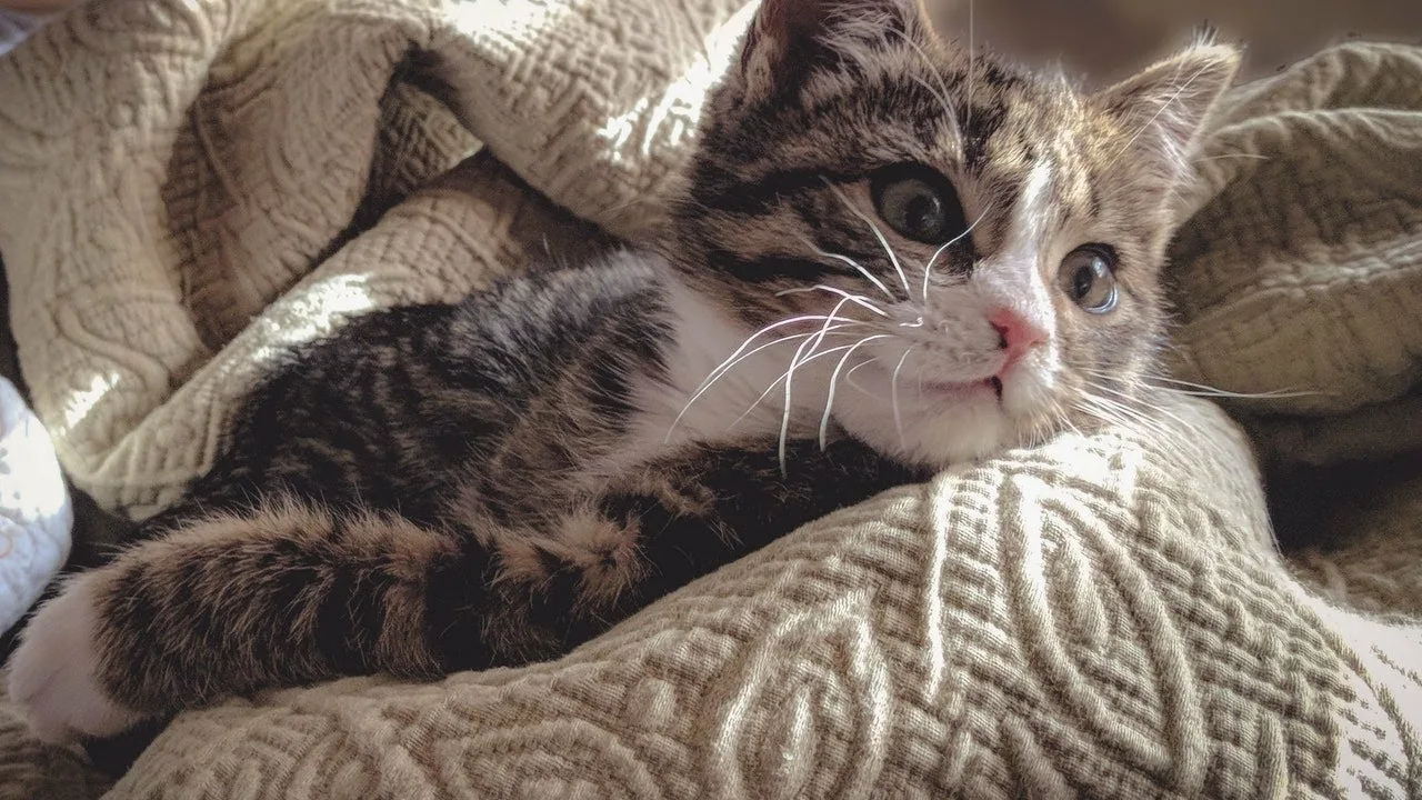 Кошка в плете