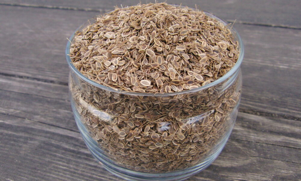 Семена укропа