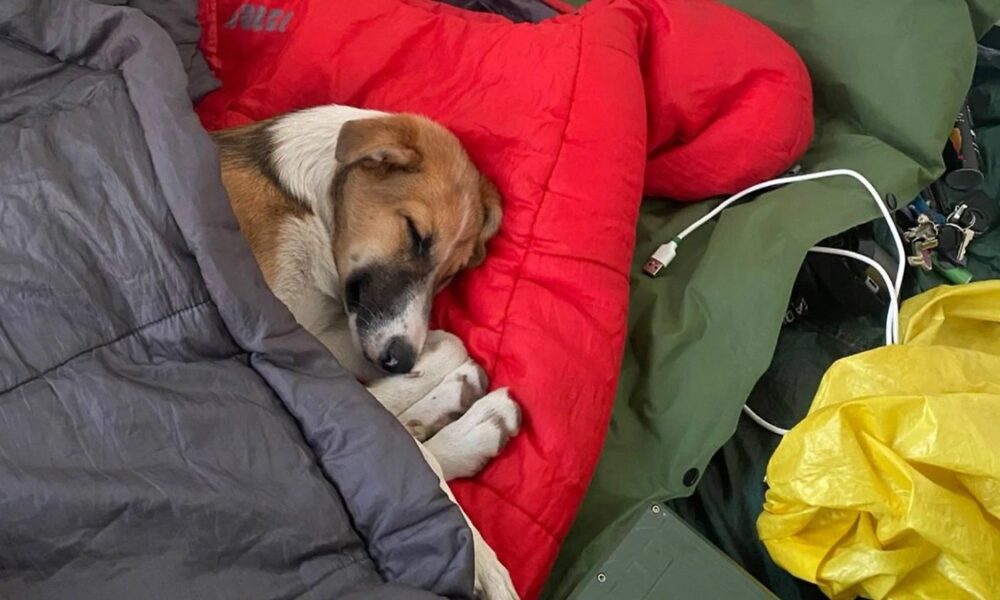 Собака спит