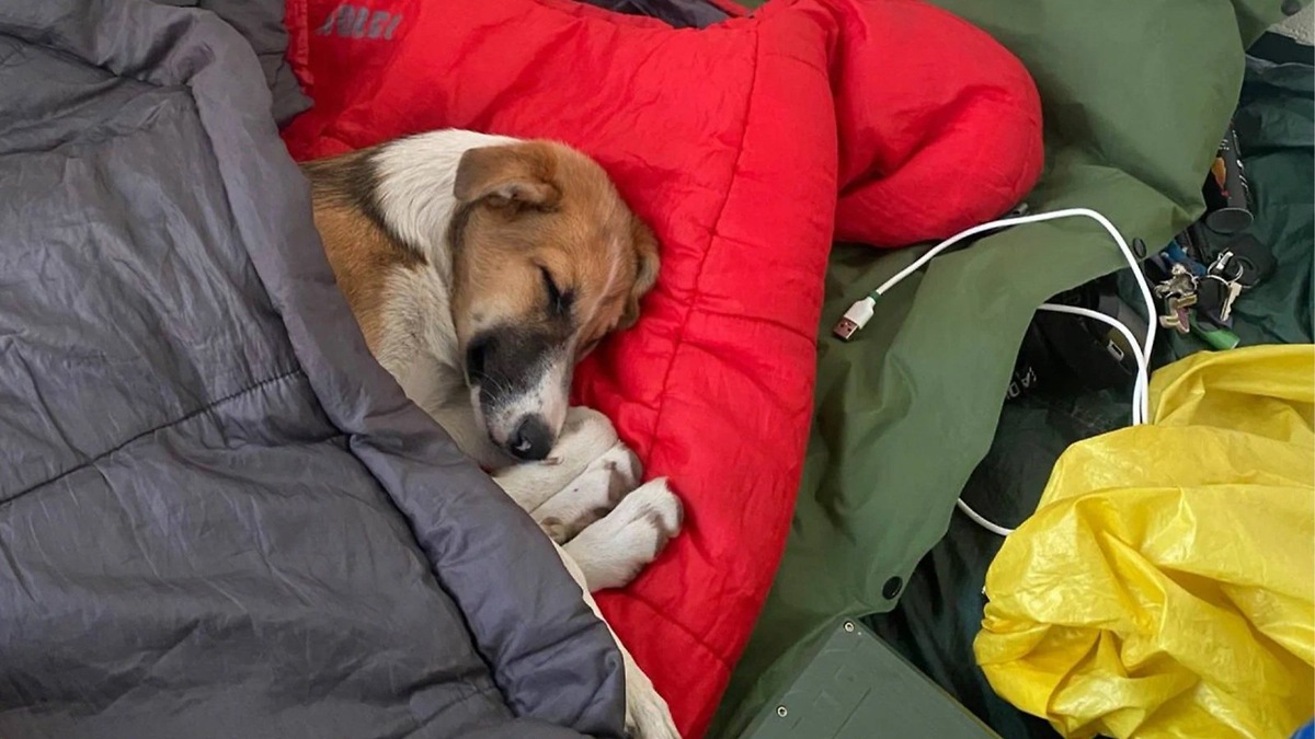 Собака спит