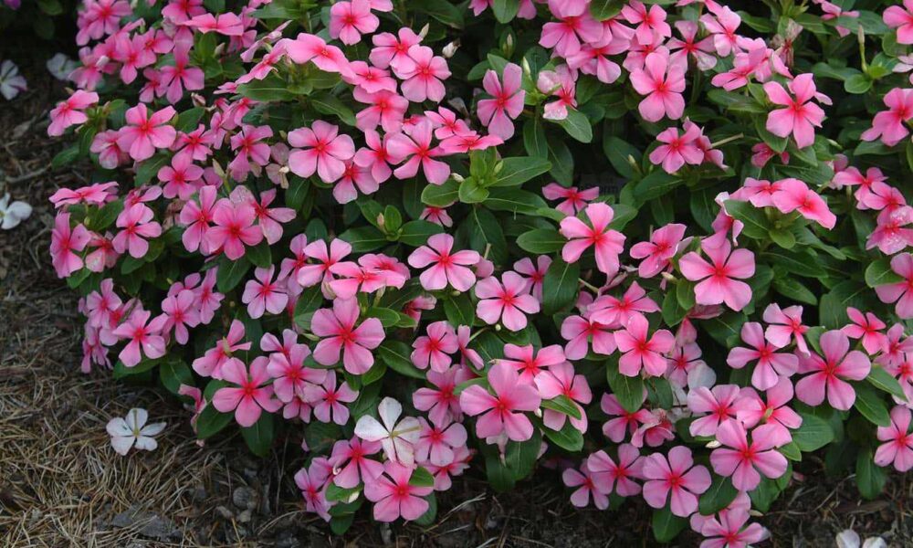 Цветок катарантус