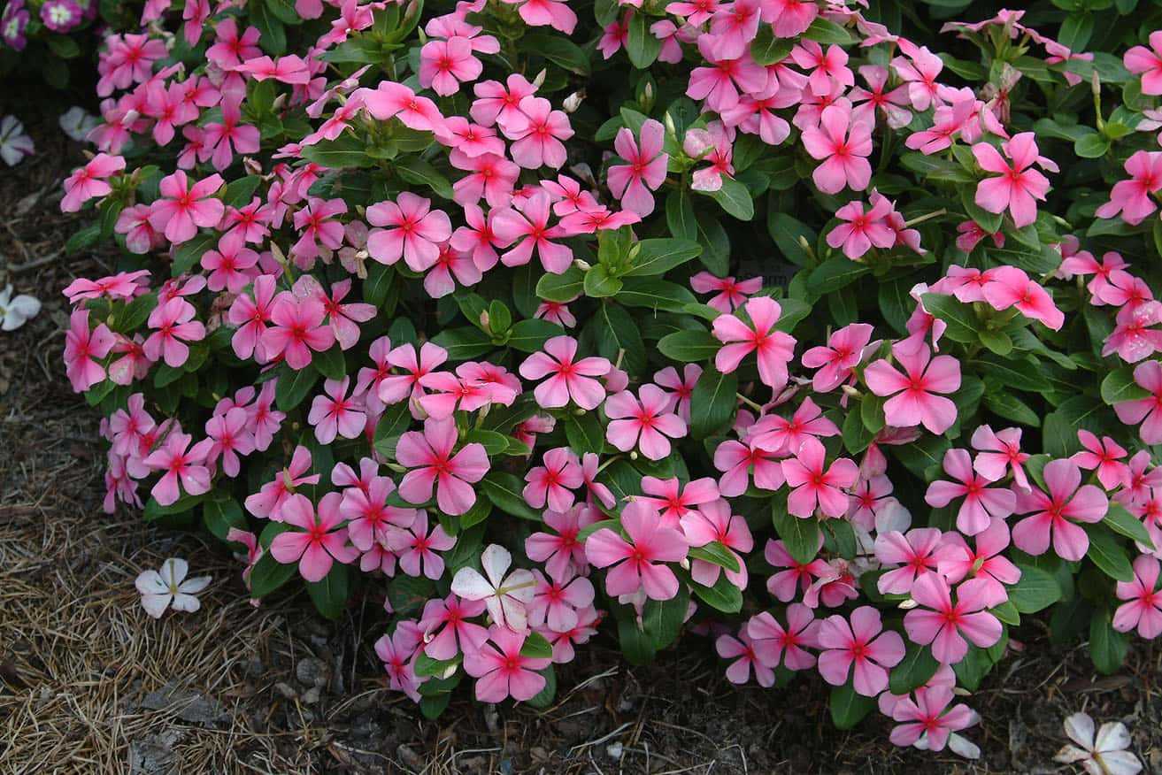 Цветок катарантус