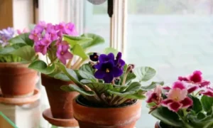Фиалка на подоконнике