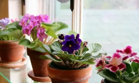 Фиалка на подоконнике