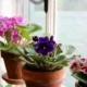 Фиалка на подоконнике