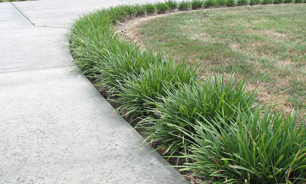 живая изгородь