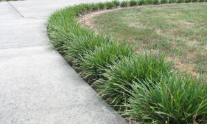 живая изгородь