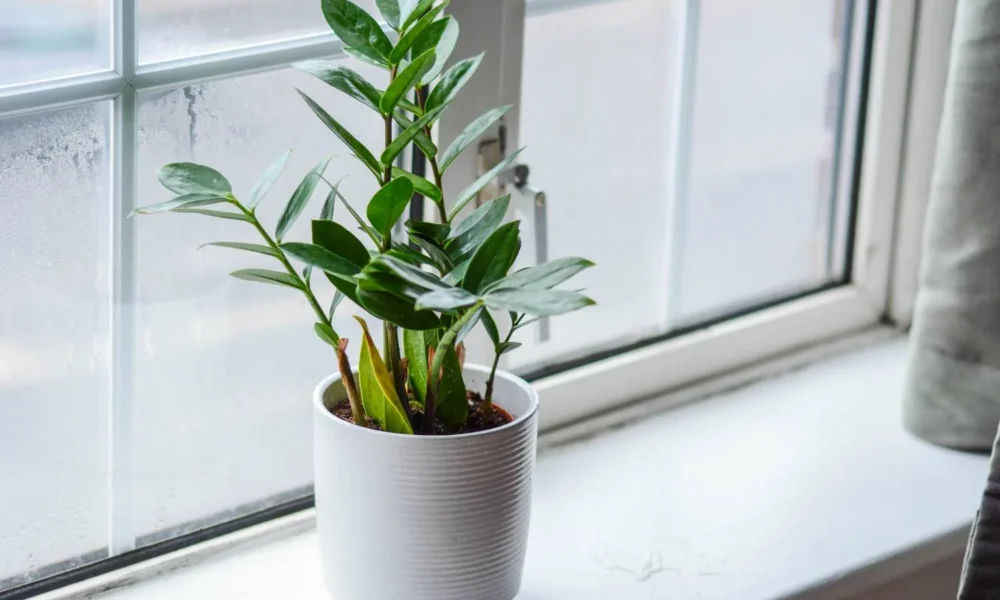 замиокулькас на подоконнике