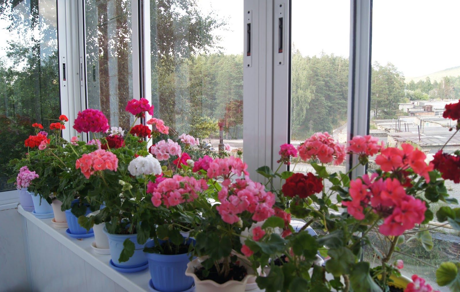 Герань на подоконнике