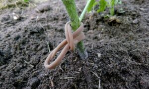 Подвязка растения капроном