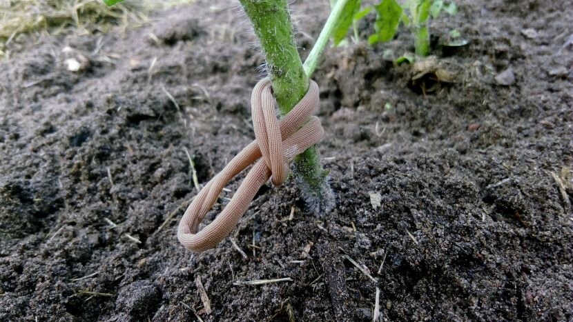 Подвязка растения капроном