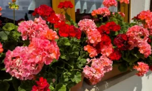 Пеларгония на подоконнике