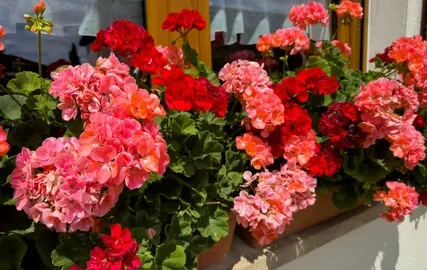 Пеларгония на подоконнике