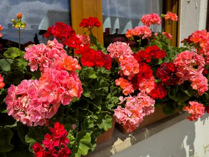 Пеларгония на подоконнике