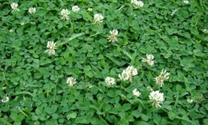 Клевер белый