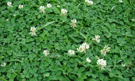 Клевер белый
