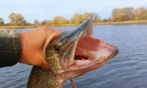 Пойманная щука