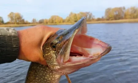 Пойманная щука