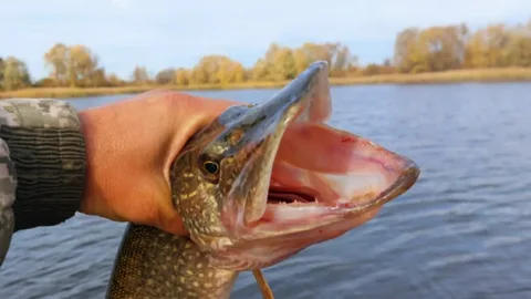 Пойманная щука