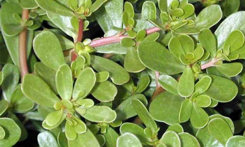 Растение портулак