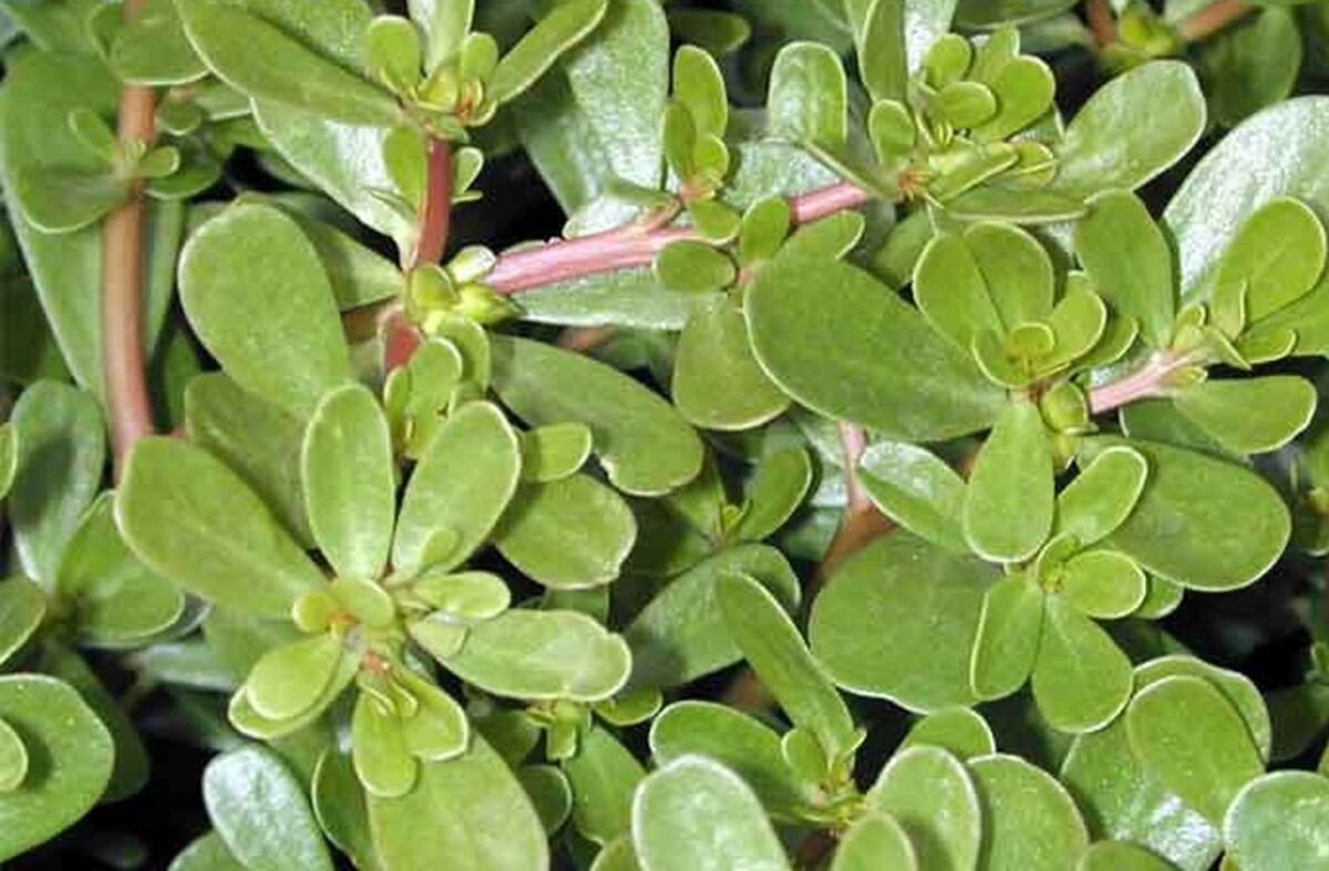 Растение портулак