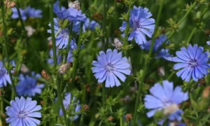 Растение цикорий