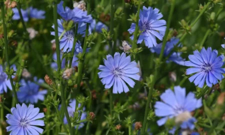 Растение цикорий