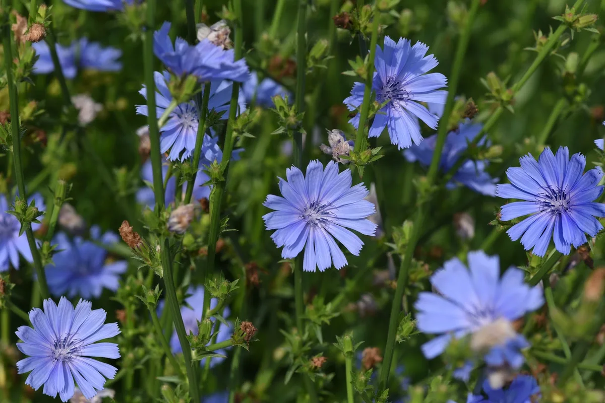Растение цикорий