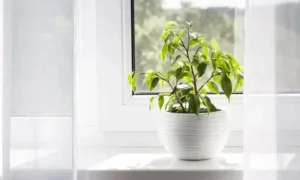 Фикус Бенджамина