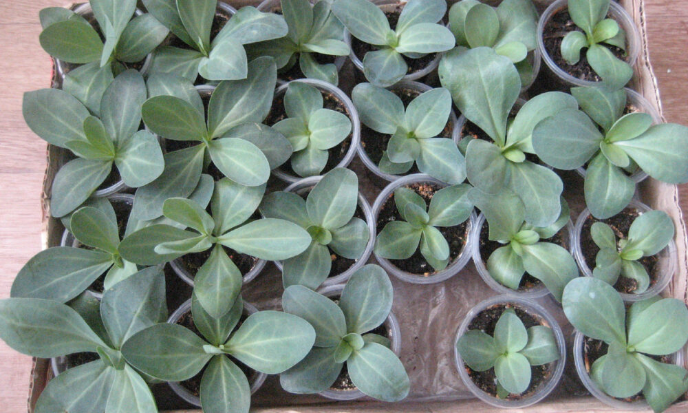 рассада эустомы