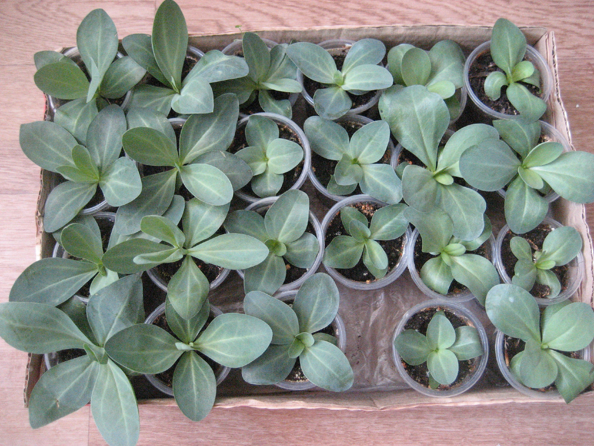 рассада эустомы