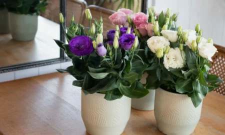 Эустома в горшках