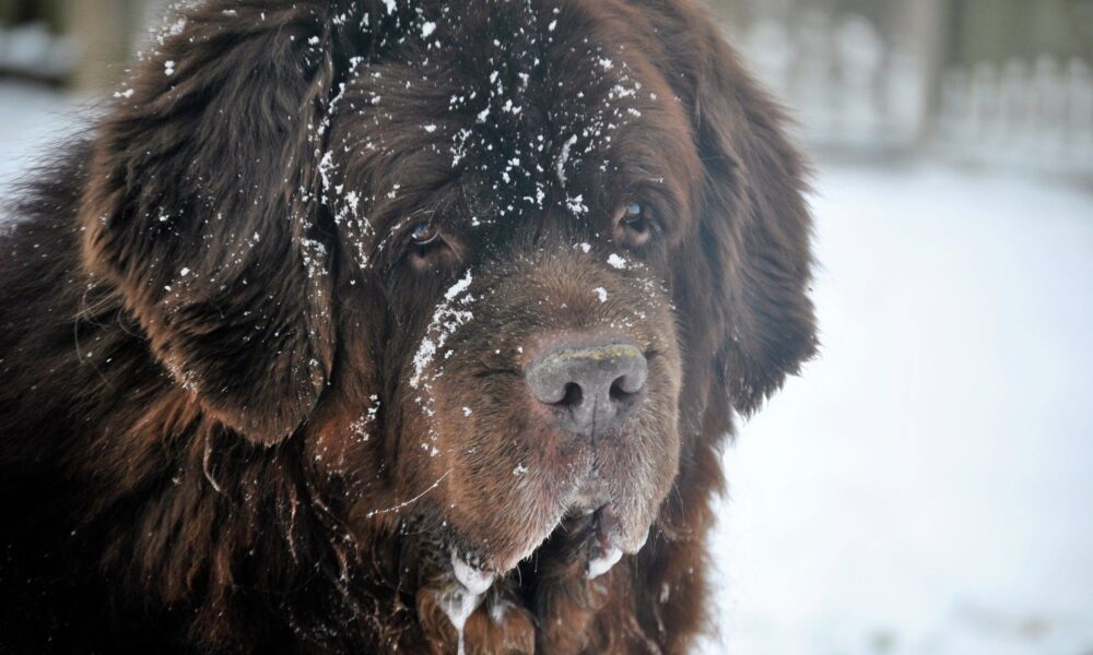 собака Ньюфаундленд