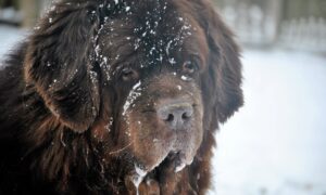 собака Ньюфаундленд
