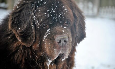 собака Ньюфаундленд