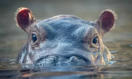 Бегемот в воде
