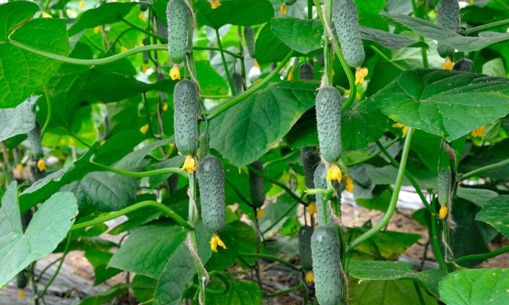 Урожай огурцов