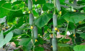 Урожай огурцов