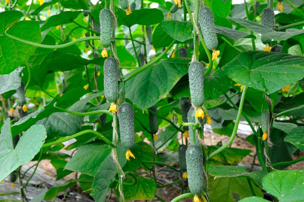 Урожай огурцов