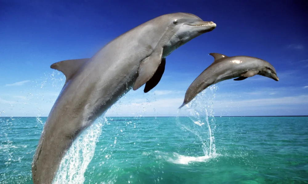Дельфины