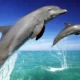 Дельфины