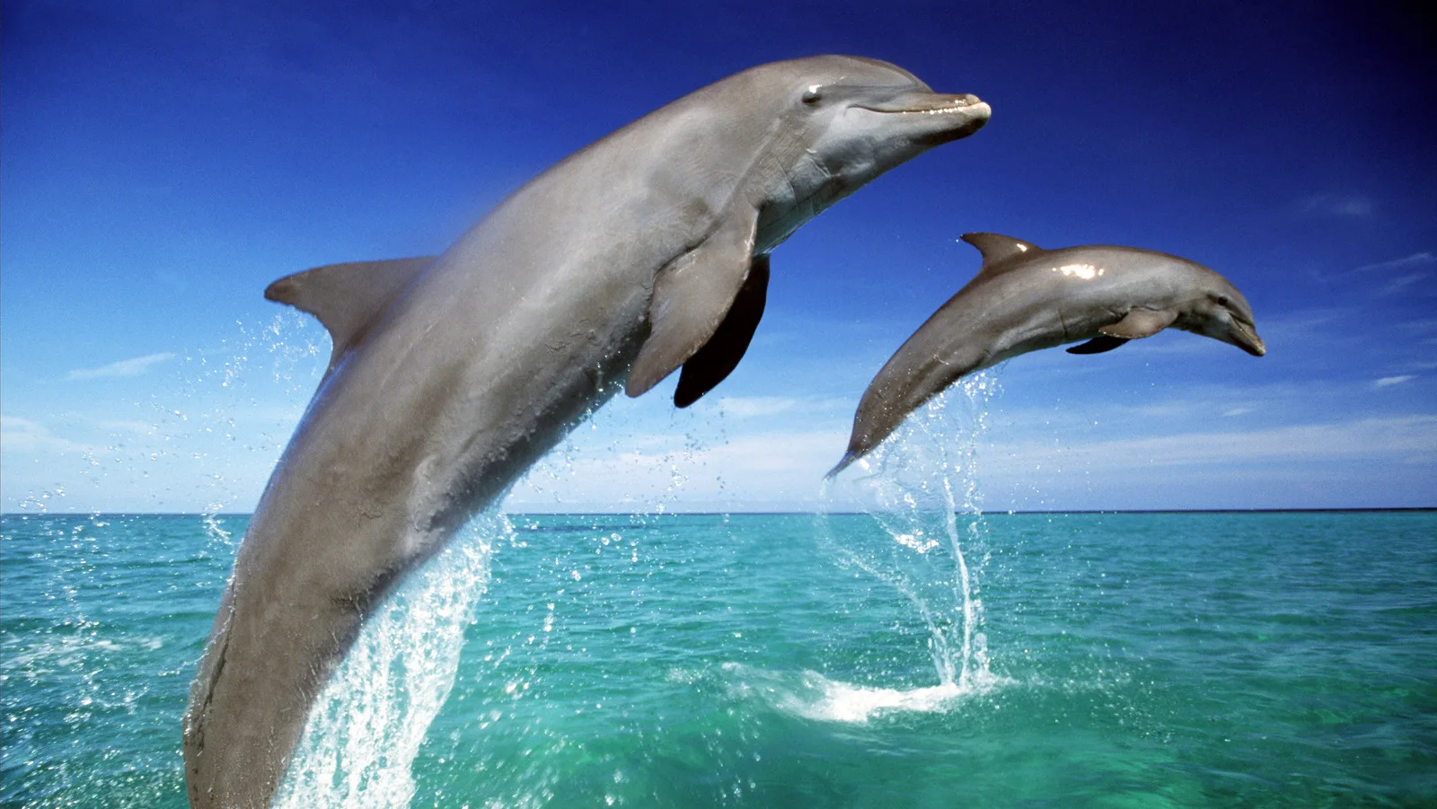 Дельфины