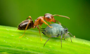 Муравей и тля