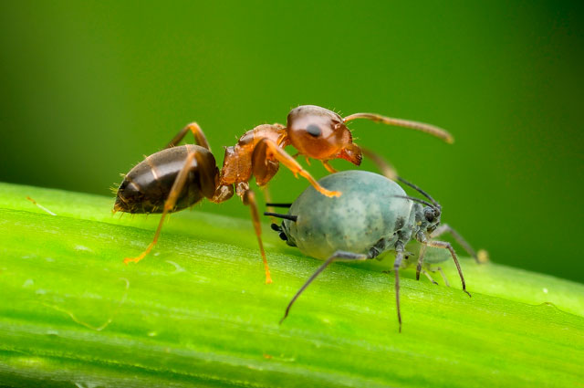 Муравей и тля