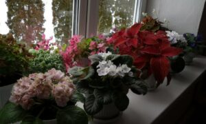 Комнатные цветы